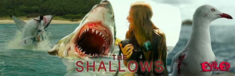 shallowsquer